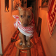 Illustration for article titled Shooting Challenge Pets Gallery 1
